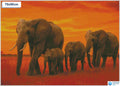 Diamond painting lopende olifantenfamilie vierkante stenen 50x70cm - disney