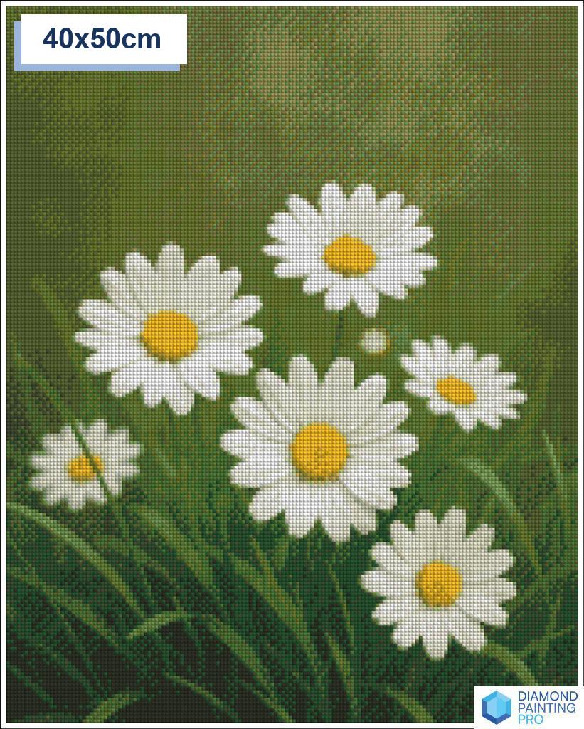 Diamond painting madeliefjes 50x50cm vierkante steentjes - nederland