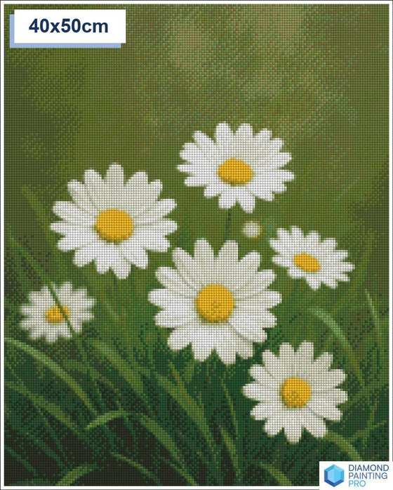 Diamond painting madeliefjes 50x50cm vierkante steentjes - nederland