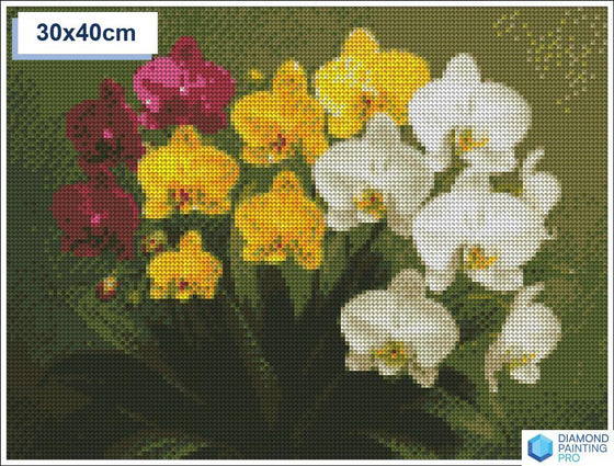 Diamond painting orchideeen 40x40cm ronde steentjes - xenos