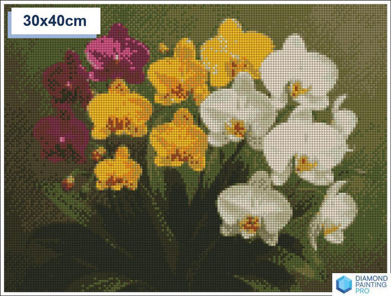 Diamond painting orchideeen 40x40cm vierkante steentjes - xenos