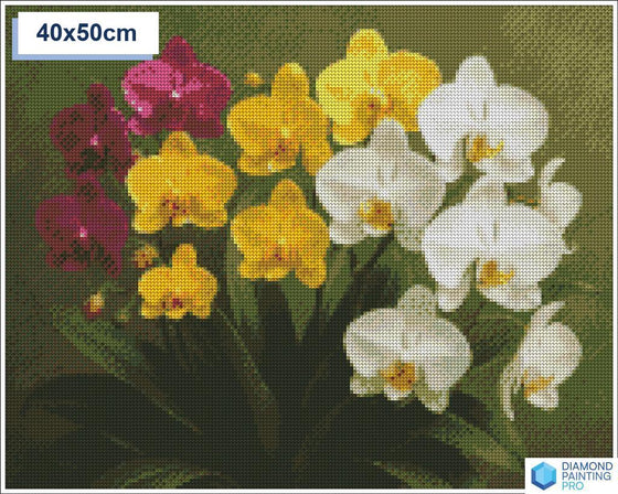 Diamond painting orchideeen 50x50cm ronde steentjes - xenos