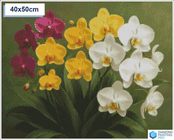 Diamond painting orchideeen 50x50cm vierkante steentjes - xenos