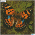 Diamond painting vlinder close up vierkante stenen 40x40cm - 5D diamant kit