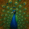 Elegante pauw met uitgespreide blauwgroene veren voor amberkleurige achtergrond