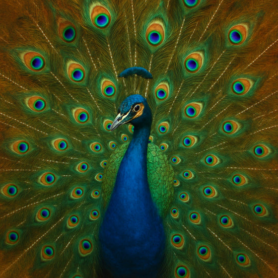 Elegante pauw met uitgespreide blauwgroene veren voor amberkleurige achtergrond