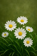 Een groep witte madeliefjes met gele hartjes in fris groen gras