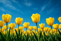 Veld gele tulpen met blauwe lucht en zonneschijn