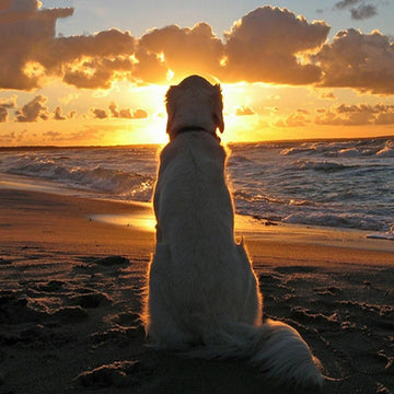 Hond in de horizon