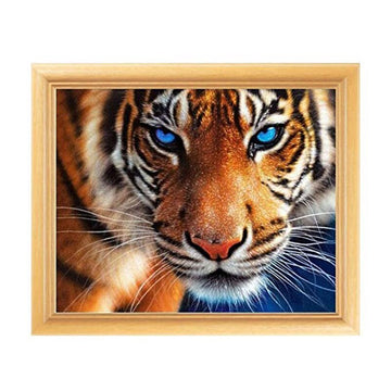 Tijger met blauwe ogen