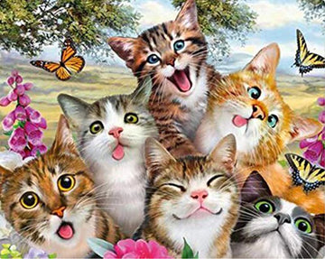 5 katten